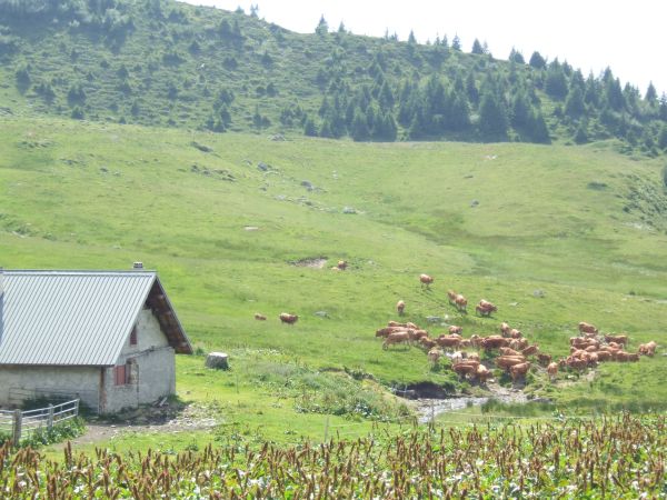 c'est l'alpage au col du Merdaret