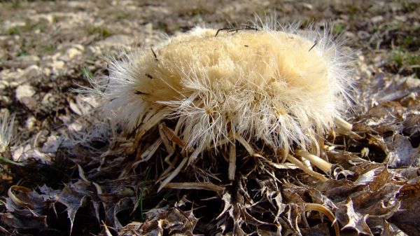 Heu heu...un chardon!