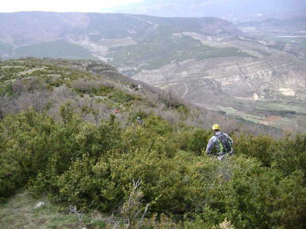 Y a pas à se tromper dans les buis